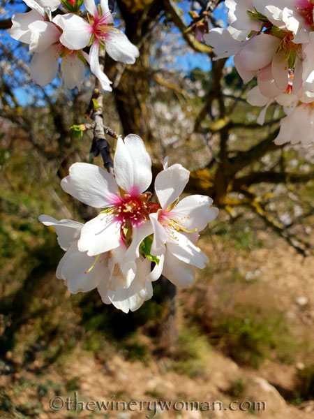 Almond_Blossoms_2.12.19_TWW