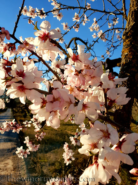 Almond_Blossoms_2.15.19_TWW