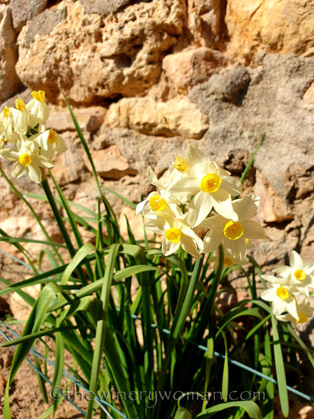 Daffodils_Spring_2.25.19_TWW