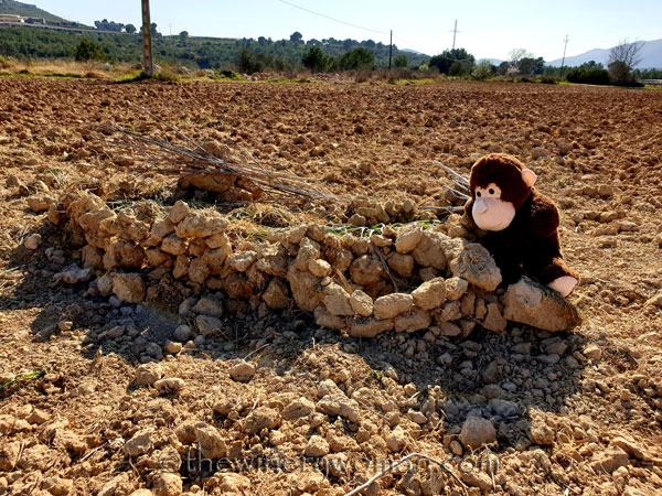 Grape_Ape_enjoying_Sunday14_2.24.19_TWW