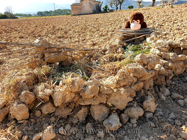 Grape_Ape_enjoying_Sunday15_2.24.19_TWW