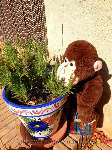 Grape_Ape_enjoying_Sunday3_2.24.19_TWW