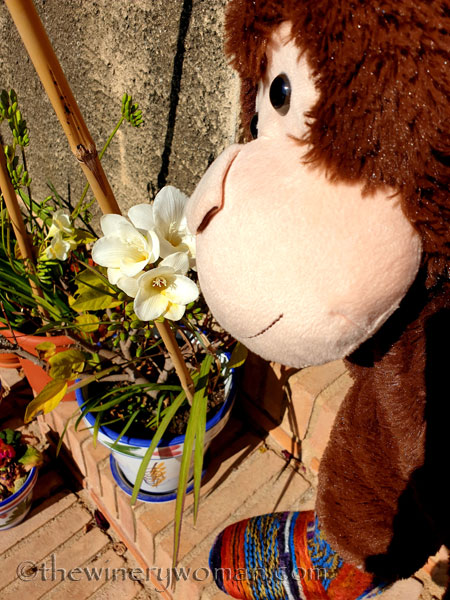 Grape_Ape_enjoying_Sunday_2.24.19_TWW