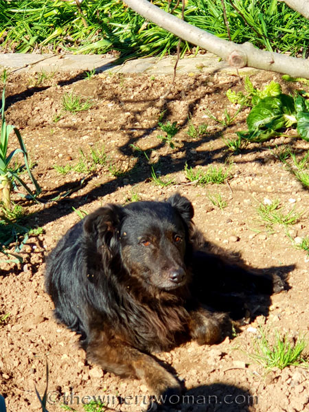 Lunch_at_Glorias12_2.17.19_TWW