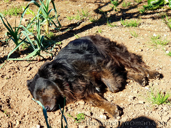 Lunch_at_Glorias13_2.17.19_TWW
