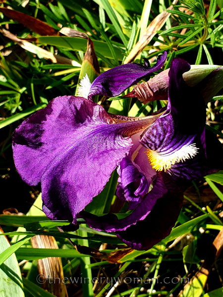 Purple_Iris_2.24.19_TWW