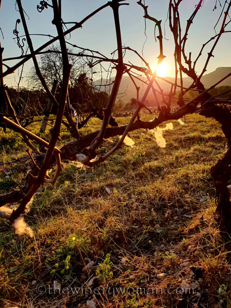 Sheep_in_the_vineyard10_2.6.19.TWW