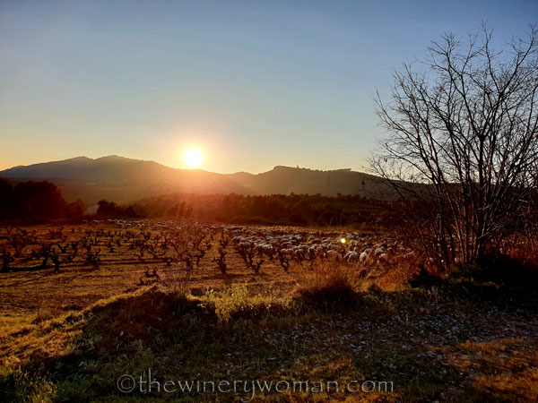 Sheep_in_the_vineyard12_2.6.19.TWW