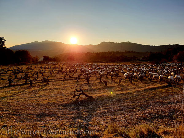 Sheep_in_the_vineyard13_2.6.19.TWW