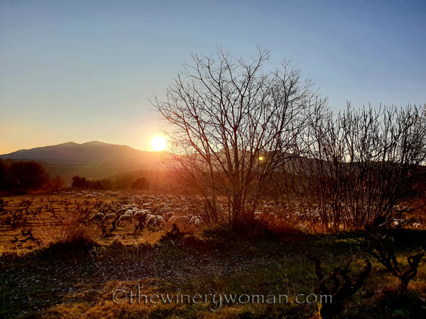 Sheep_in_the_vineyard14_2.6.19.TWW
