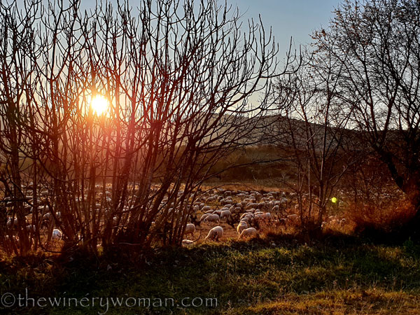 Sheep_in_the_vineyard16_2.6.19.TWW