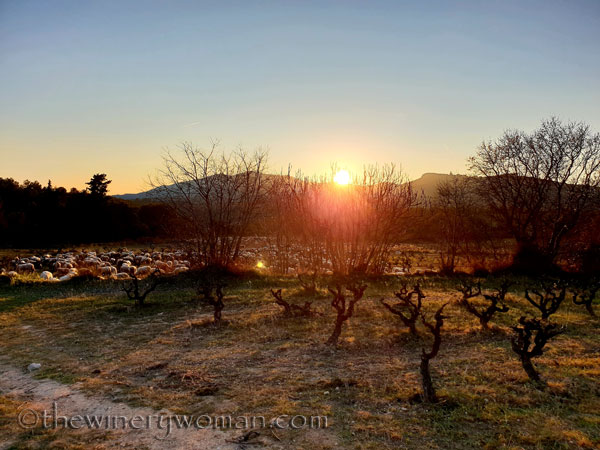 Sheep_in_the_vineyard20_2.6.19.TWW