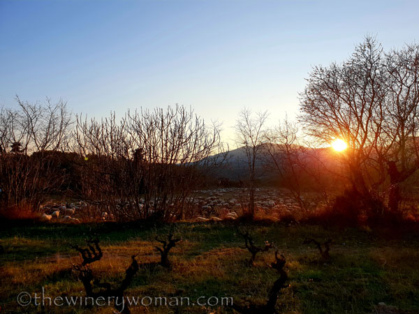 Sheep_in_the_vineyard21_2.6.19.TWW