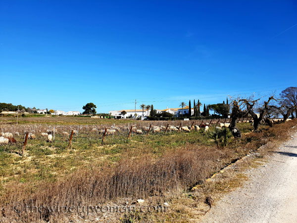 Sheep_in_the_vineyard2_2.6.19.TWW