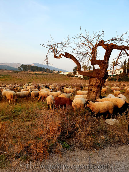 Sheep_in_the_vineyard2_2.9.19_TWW