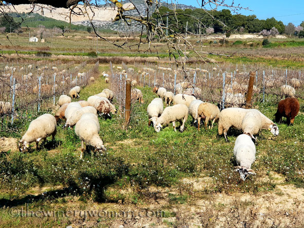 Sheep_in_the_vineyard3_2.6.19.TWW