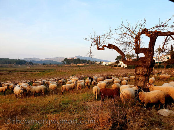 Sheep_in_the_vineyard3_2.9.19_TWW