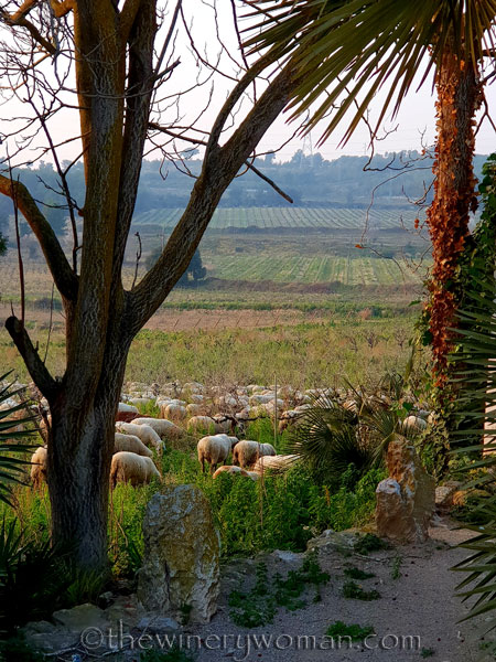 Sheep_in_the_vineyard4_2.9.19_TWW