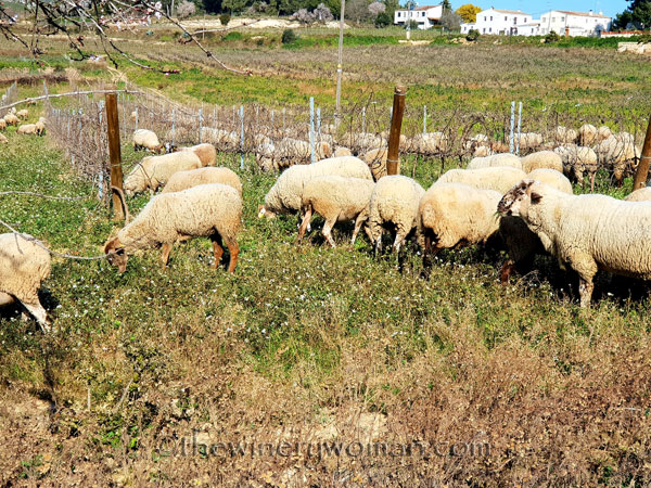Sheep_in_the_vineyard5_2.6.19.TWW