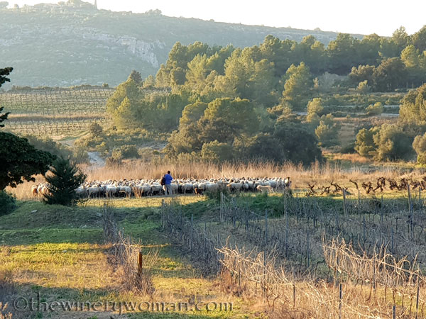Sheep_in_the_vineyard7_2.6.19.TWW