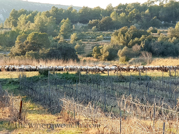 Sheep_in_the_vineyard8_2.6.19.TWW