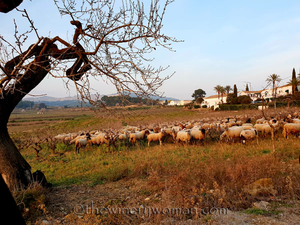 Sheep_in_the_vineyard_2.9.19_TWW