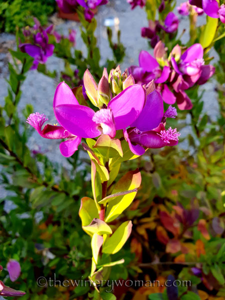 Spring_Flowers_2.24.19_TWW