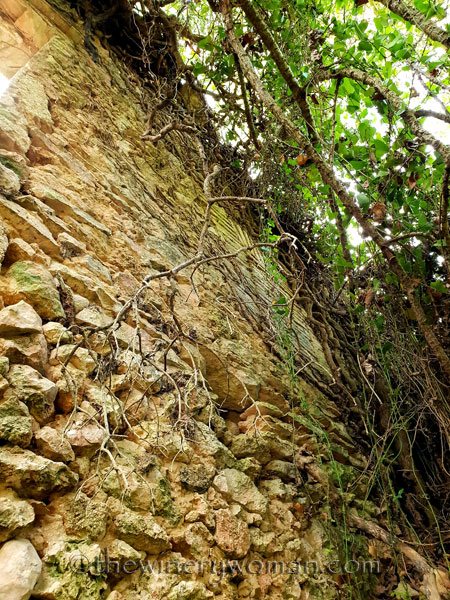 Spring_in_the_woods13_9.8.18_TWW