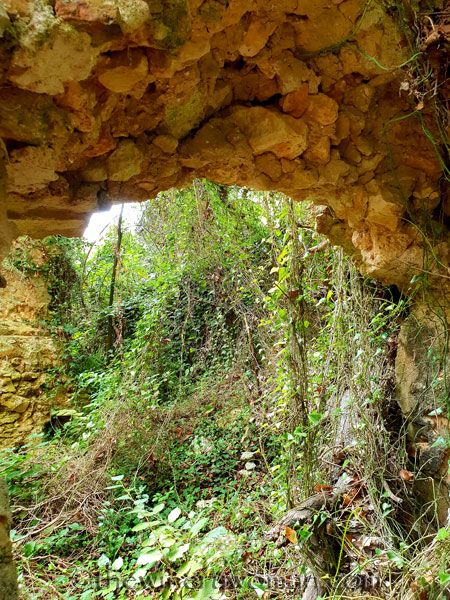 Spring_in_the_woods14_9.8.18_TWW