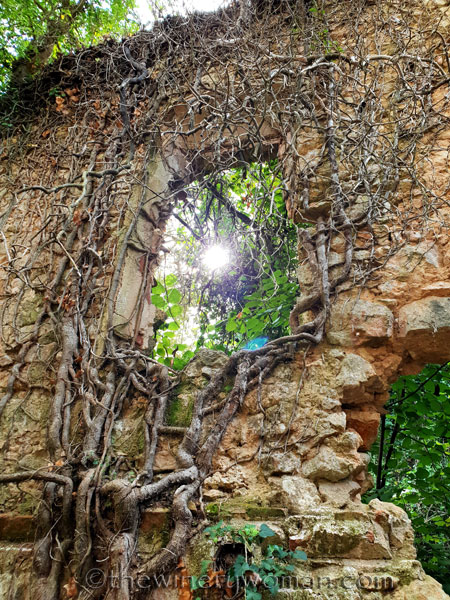 Spring_in_the_woods18_9.8.18_TWW