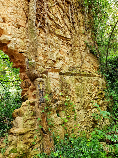 Spring_in_the_woods20_9.8.18_TWW