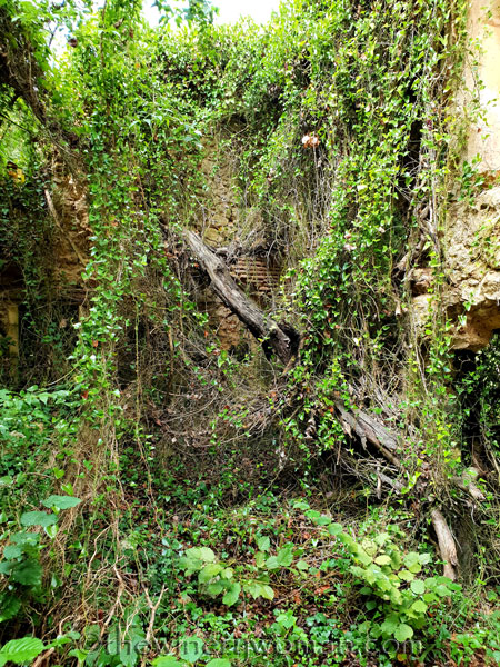 Spring_in_the_woods26_9.8.18_TWW