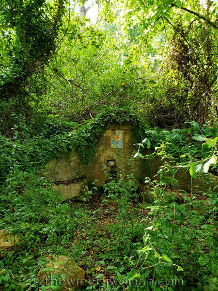 Spring_in_the_woods2_9.8.18_TWW