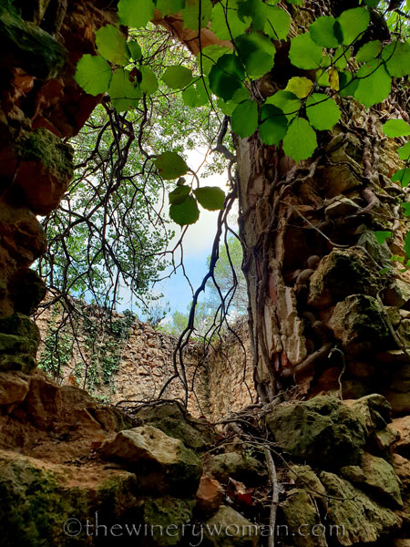 Spring_in_the_woods33_9.8.18_TWW