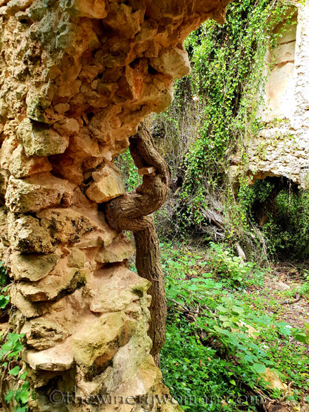 Spring_in_the_woods34_9.8.18_TWW