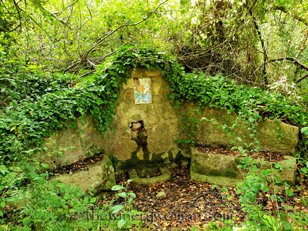 Spring_in_the_woods8_9.8.18_TWW