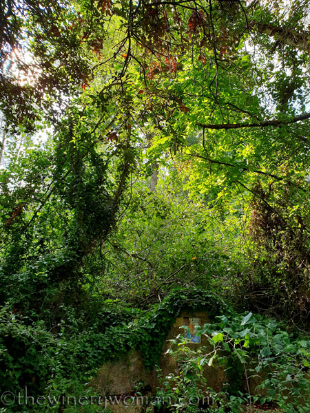 Spring_in_the_woods_9.8.18_TWW