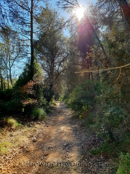 Sunlit-forest-path_2.3.19_TWW