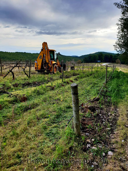 Vine_Removal2_1.31.19_TWW