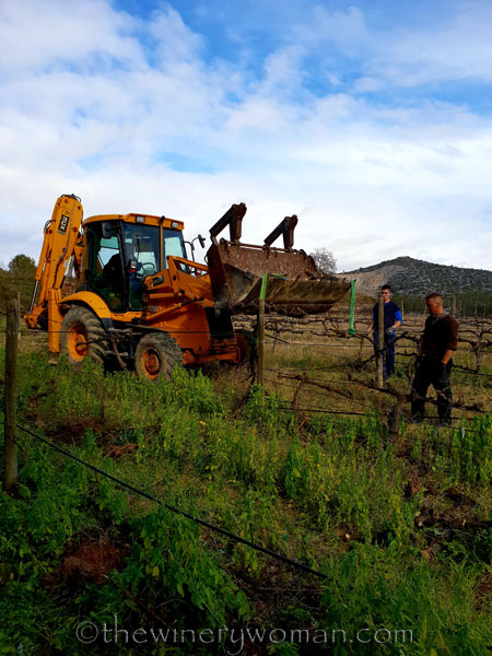 Vine_Removal3_1.31.19_TWW