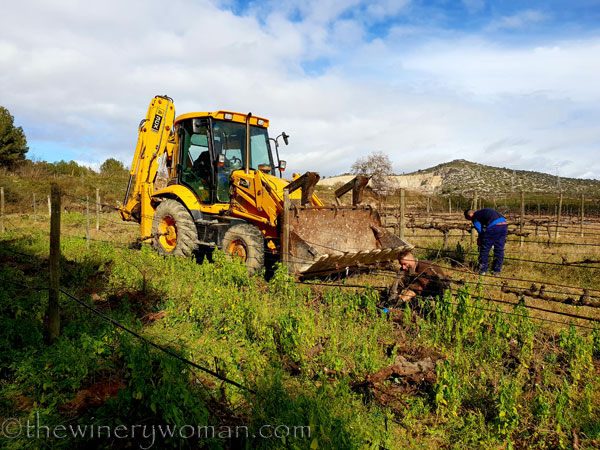 Vine_Removal4_1.31.19_TWW