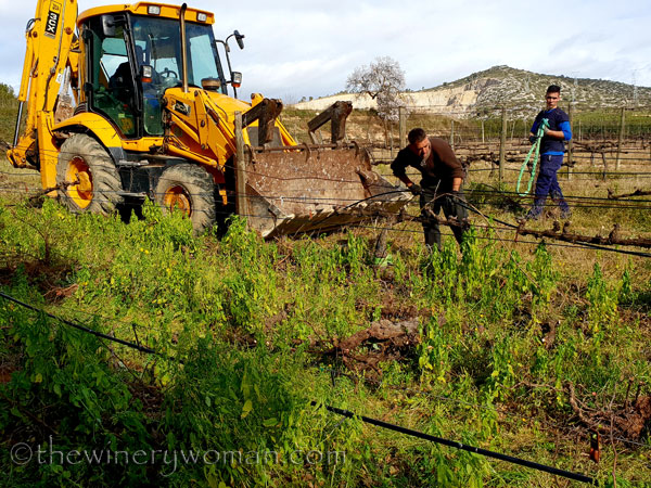 Vine_Removal5_1.31.19_TWW