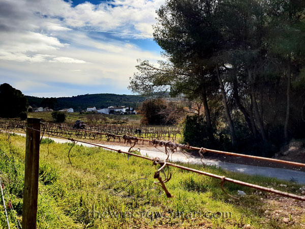 Vine_Removal6_1.31.19_TWW