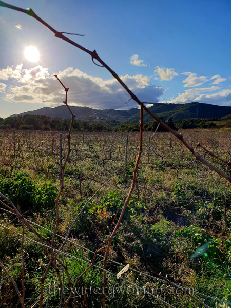 Vineyard_sky_2.1.19.TWW