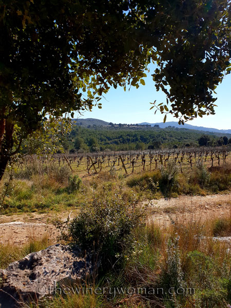 Walk_in_the_vineyard10_2.12.19_TWW