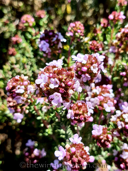 Walk_in_the_vineyard11_2.12.19_TWW