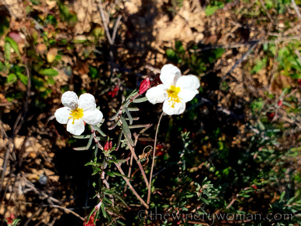 Walk_in_the_vineyard12_2.12.19_TWW