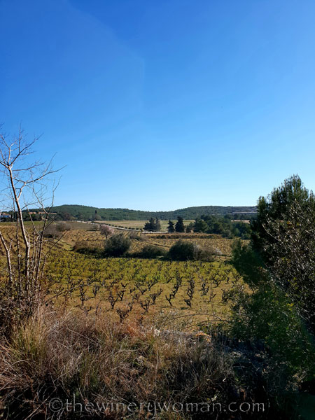 Walk_in_the_vineyard15_2.12.19_TWW