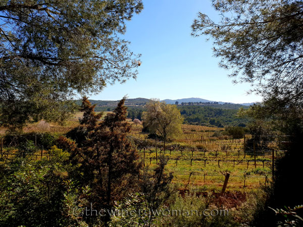 Walk_in_the_vineyard20_2.12.19_TWW