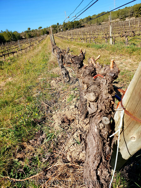 Walk_in_the_vineyard22_2.12.19_TWW